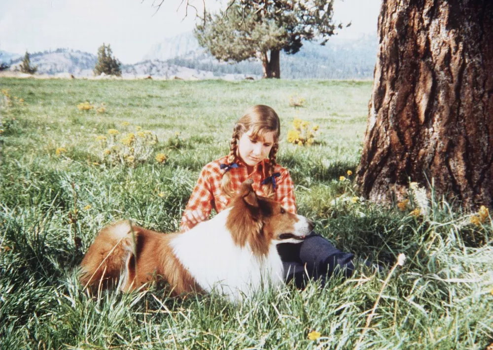 Lassie: Lajež radostiLassie: Lassie's Joyous Sound, am. avantura, 1972. Igrata Larry Pennell, Pamelyn Ferdin,  režija  Jack Wrather. / Foto: Tv