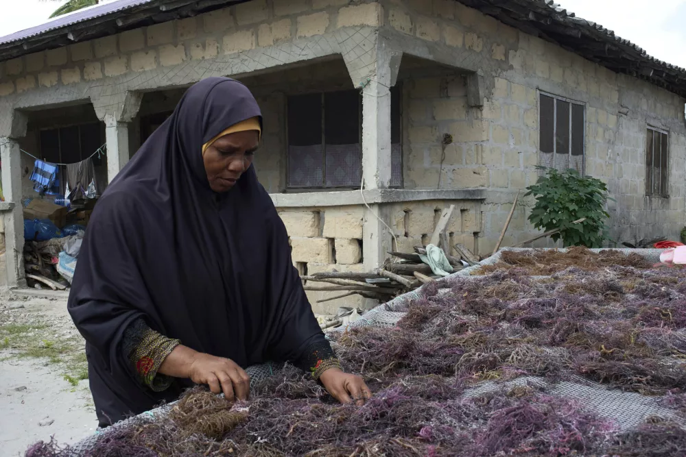 Mwanaisha Makame Simai, an independent seaweed farmer, inspects drying crops in Paje, Zanzibar, Tanzania, Thursday, July 24, 2025. (AP Photo/Jack Denton)