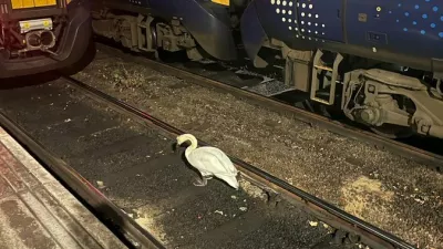 Labod na železni&scaron;ki postaji v Glasgowu