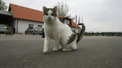 Zaveti&scaron;če za zapu&scaron;čene živali Gmajnice 30, azil za živali namenjen začasni namestitvi zapu&scaron;čenih živali psov in mačk //FOTO: Luka CjuhaOPOMBA: ZA OBJAVO V ČASOPISU DNEVNIK