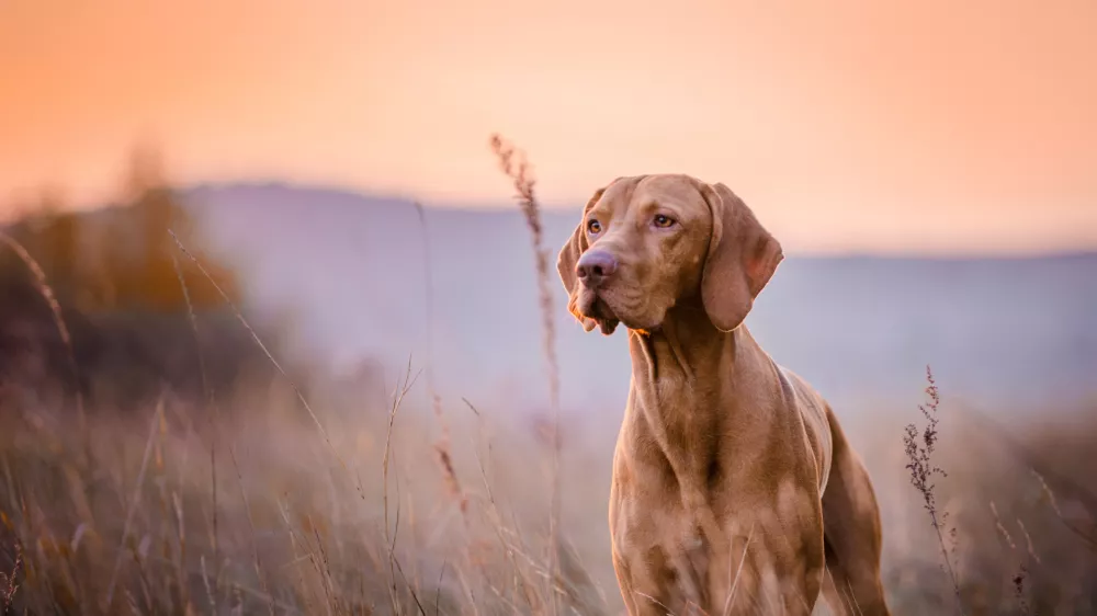 Tudi nekoč so pes uporabljali pri lovu.