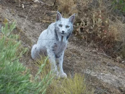 Sila redek prizor / Foto: Profimedia