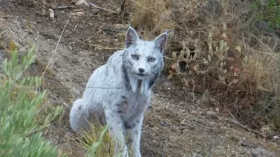 Sila redek prizor / Foto: Profimedia