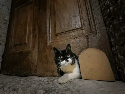 ISTANBUL, TURKIYE - OCTOBER 23: A cat rests by the restored &acirc;&euro;&oelig;cat door&acirc;&euro; in the Harem section of Topkapi Palace, a centuries-old passage originally built for palace cats during the Ottoman era, in Istanbul, Turkiye, on October 23, 2025. Sebnem Coskun / Anadolu,Image: 1048516693, License: Rights-managed, Restrictions:, Model Release: no / Foto: Profimedia