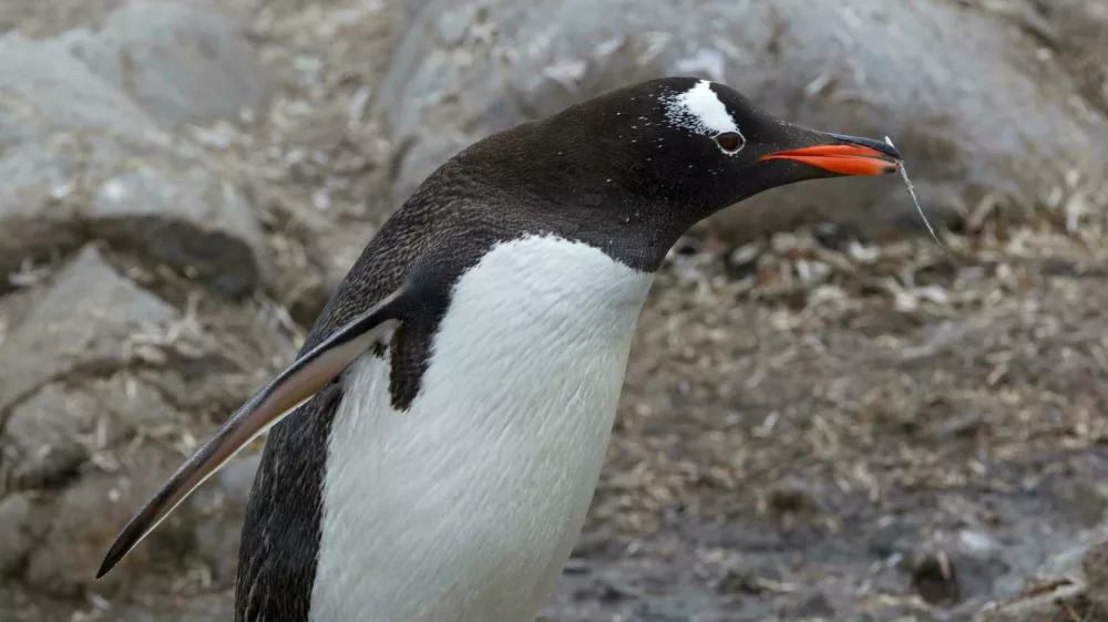 Pingvin, Antarktika. Foto: Reuters/Alamy