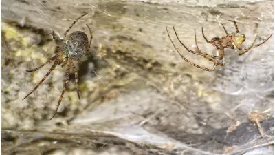 Pajkova mreža. Foto: Profimedia