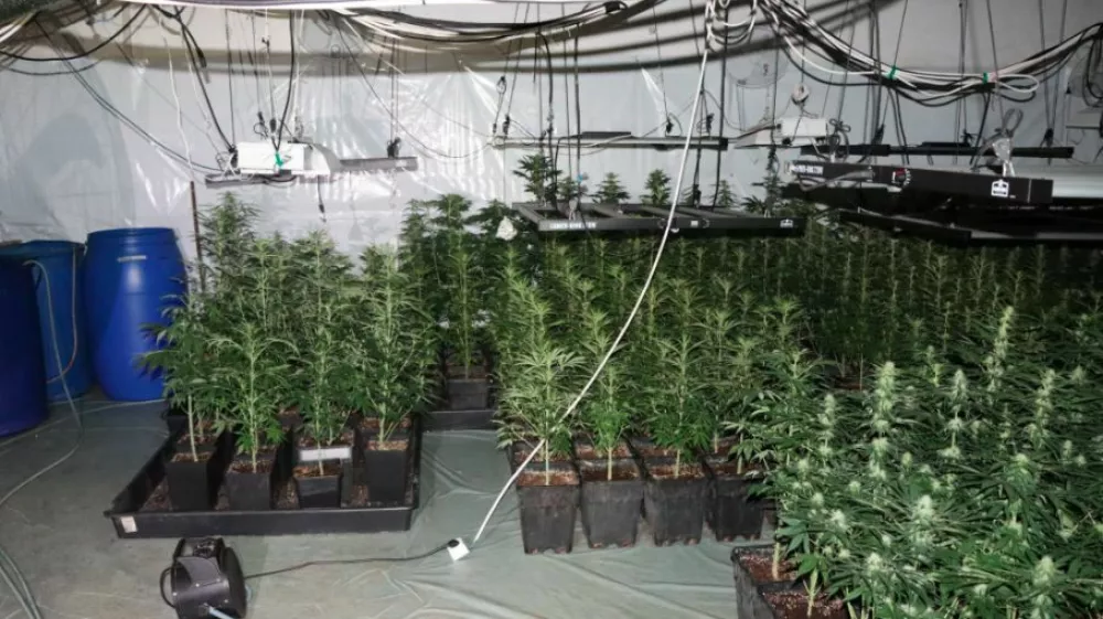 &Scaron;marski policisti so v Kozjem odkrili prostor, v katerem je 42-letnik prideloval konopljo. 