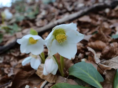 Kukurijekrr 27.02.2019., Crni Lug - Kukurijek, cvijet koji cvjeta krajem zime u Gorskom kotaru. rrPhoto: Goran Kovacic/PIXSELL 