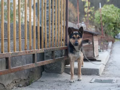 - 17.11.2015 - simbolična fotografija - pes na verigi - vrvica -   //FOTO: Maja Marko
