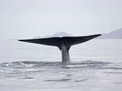 Sinji kit. Foto: Profimedia