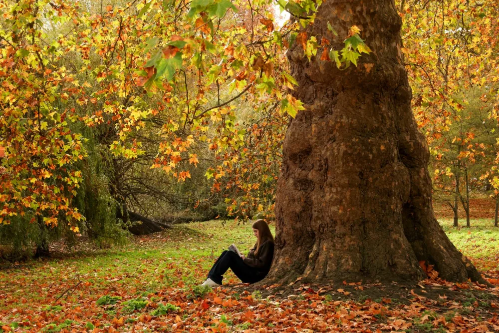 A woman reads a book while sitting under a tree among the autumn leaves in St James's Park, London, Britain, November 9, 2025. REUTERS/Kevin Coombs