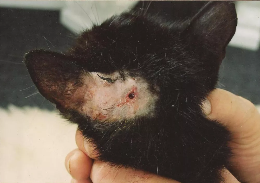 Po&scaron;kodbe zlorabljene mačke