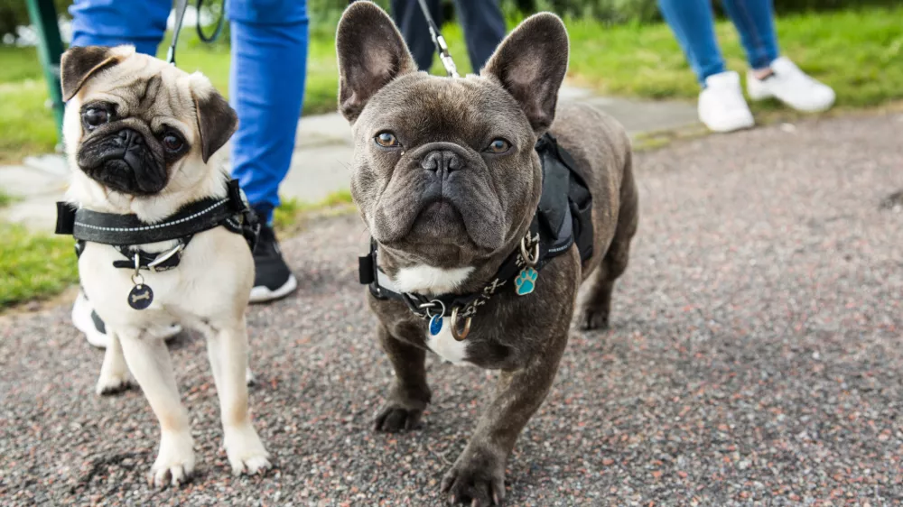 A young pug and french bulldog posing together for the camera, while being taken on a walk. / Foto: Mightypics