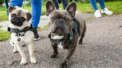 A young pug and french bulldog posing together for the camera, while being taken on a walk. / Foto: Mightypics