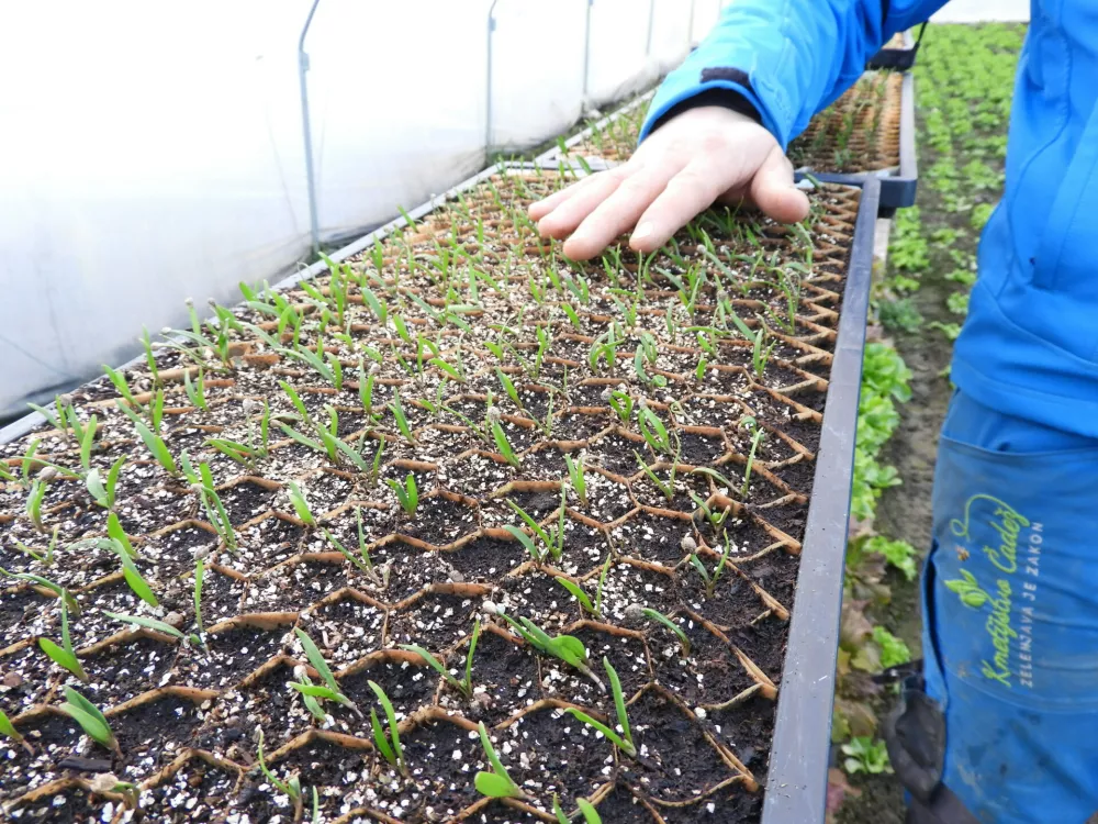 sadike paper pot, kmetijstvo Čadež / Foto: Katja Petrovec