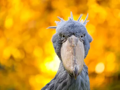 Abu Markub (Balaeniceps rex) / Foto: Istock