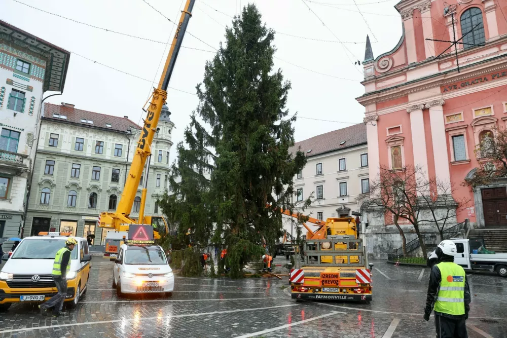 Smreka, ki je prispela iz Medvod meri 20 metrov in je težka približno sedem ton. Foto: Jaka Gasar