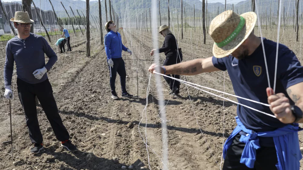 - 24.4.2020 - prostovoljna delovna akcija za pomoč hmeljarjem v Savinjski dolini, ki jo je organizirala Pivovarna La&scaron;ko Union - hmelj - &scaron;portniki//FOTO: Jaka Gasar