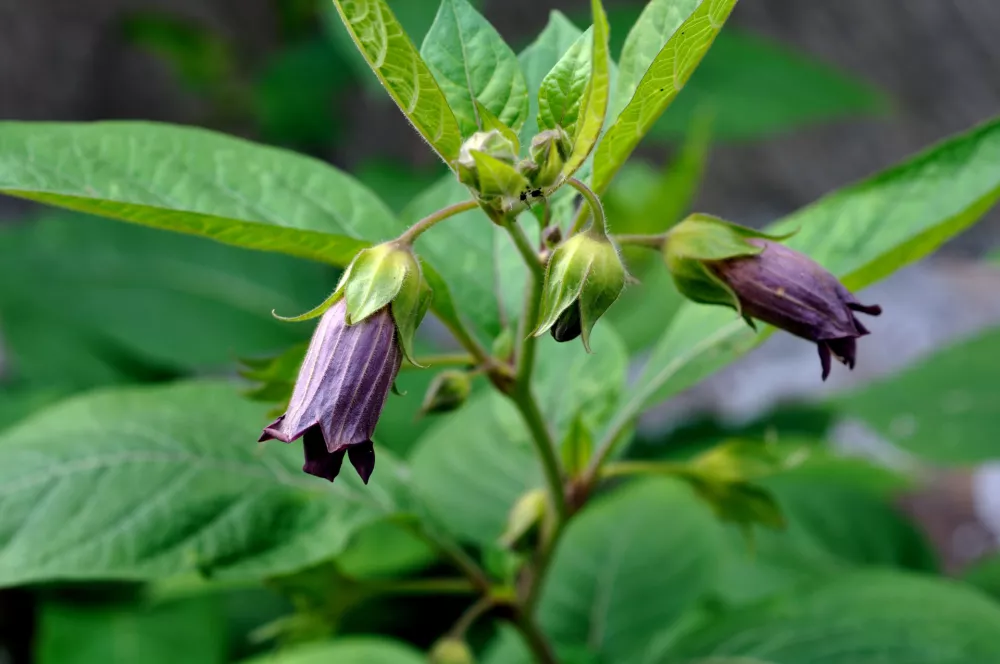 Volčja če&scaron;nja. Foto: Reuters/Alamy