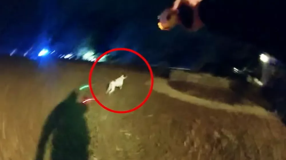 Zajem slike s posnetka, na katerem se vidi, da je policist ustrelil psa, ki ni bil nevaren. / Foto: Zajem Zaslona