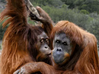 Cub kissing mother orangutan in a natural habitat