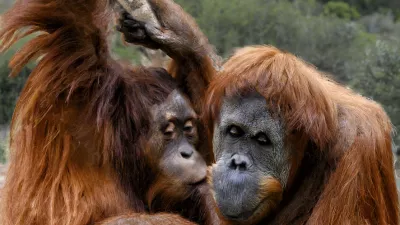 Cub kissing mother orangutan in a natural habitat