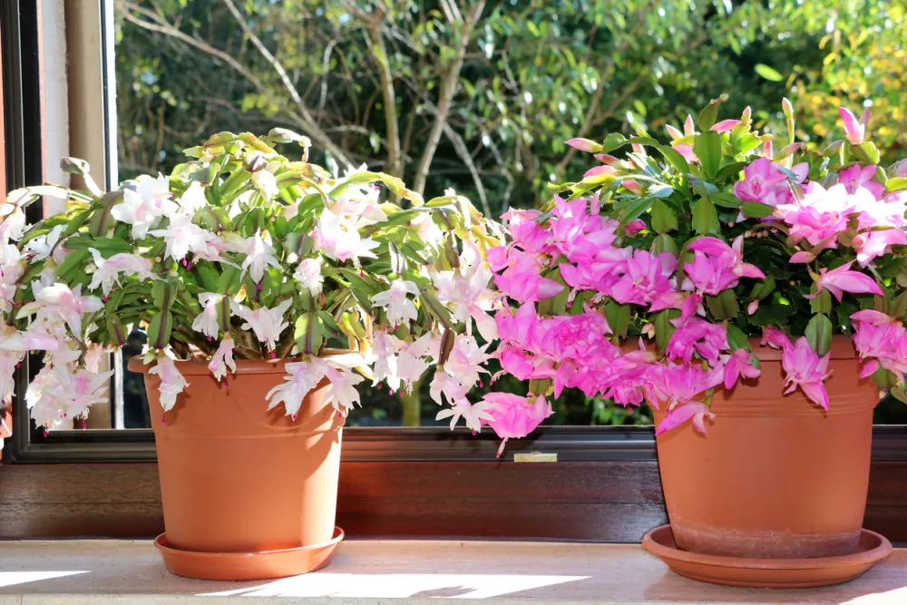 Schlumbergera truncata blooming white and pink at the window sill