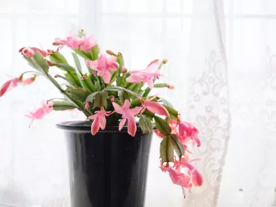 Beautiful cactus in the bay window