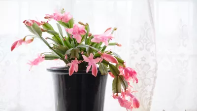 Beautiful cactus in the bay window