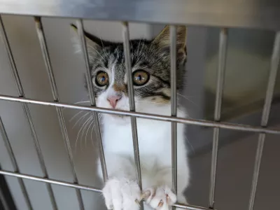 15.07.2025 - Zaveti&scaron;če za zapu&scaron;čene živali Ljubljana, GmajniceFoto: Luka Cjuha