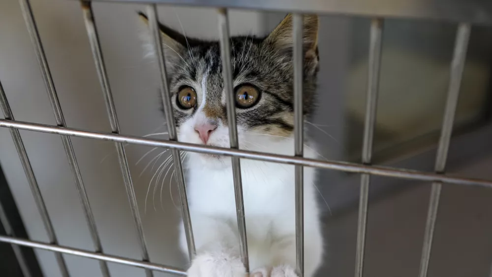 15.07.2025 - Zaveti&scaron;če za zapu&scaron;čene živali Ljubljana, GmajniceFoto: Luka Cjuha