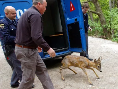 srnjak v Ljubljani, policaj