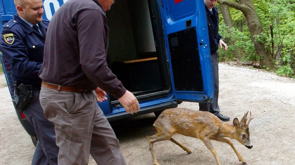 srnjak v Ljubljani, policaj