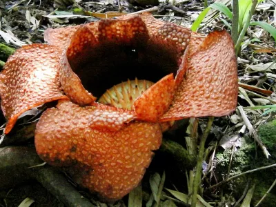 Borneo (22.06.2010),Image: 76029581, License: Rights-managed, Restrictions: Při použit&iacute; tohoto sn&iacute;mku povinnost uv&eacute;st kredit ve formě: iDNES.cz / Profimedia, Model Release: no