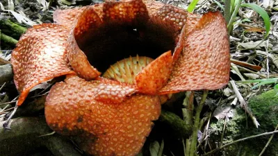 Borneo (22.06.2010),Image: 76029581, License: Rights-managed, Restrictions: Při použit&iacute; tohoto sn&iacute;mku povinnost uv&eacute;st kredit ve formě: iDNES.cz / Profimedia, Model Release: no