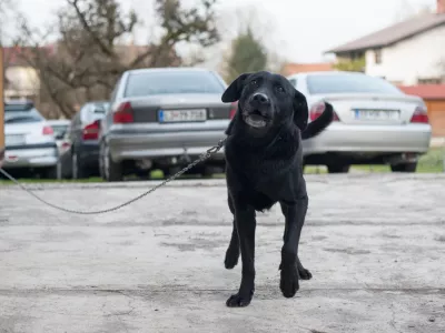 Ni dovolj psa zgolj prestaviti z verige v pesjak