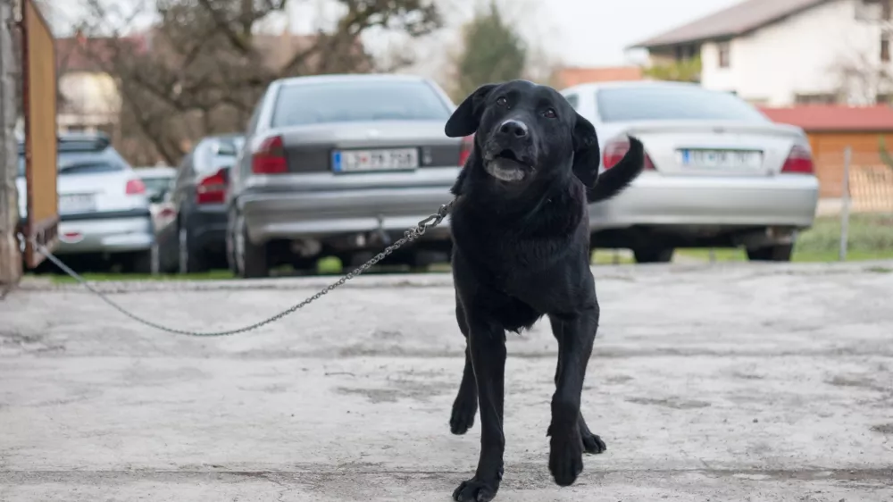 Ni dovolj psa zgolj prestaviti z verige v pesjak