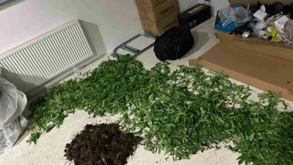 Policisti so v Trzninu zasegli več kot 250 sadik konoplje. 