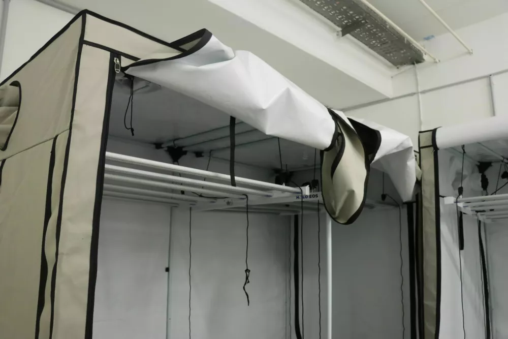 Policisti so v Trzninu zasegli več kot 250 sadik konoplje. 