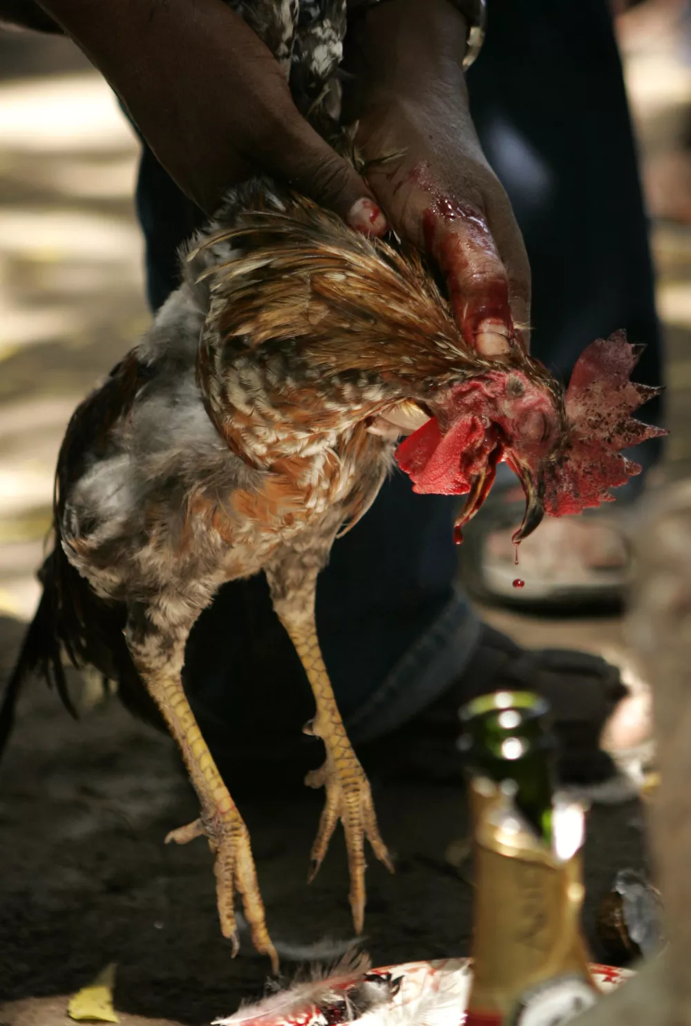 A chicken is slaughtered during a Voodoo ceremony in Souvenance, a village 90 miles (145 km.) north of Port-au-Prince, Sunday April 8, 2007. Hundreds of people come to this tiny village over Easter weekend to participate in one of the holiest pilgrimages showing their devotion to the African spirits brought to the island by slaves from West Africa. (AP Photo/Ariana Cubillos)