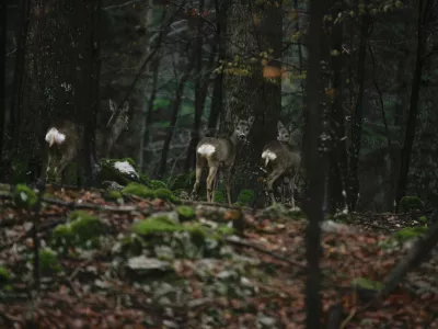 divjad - srne - srnjad - srna- 11.1.2014 - Lovi&scaron;če z posebnim namenom (LPN) v območni enoti Snežnik - lovna povr&scaron;ina - lovstvo - divjad//FOTO: Luka Cjuha / Foto: Luka Cjuha
