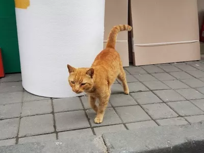 maček, potepu&scaron;ka mačka, mačke, mačka