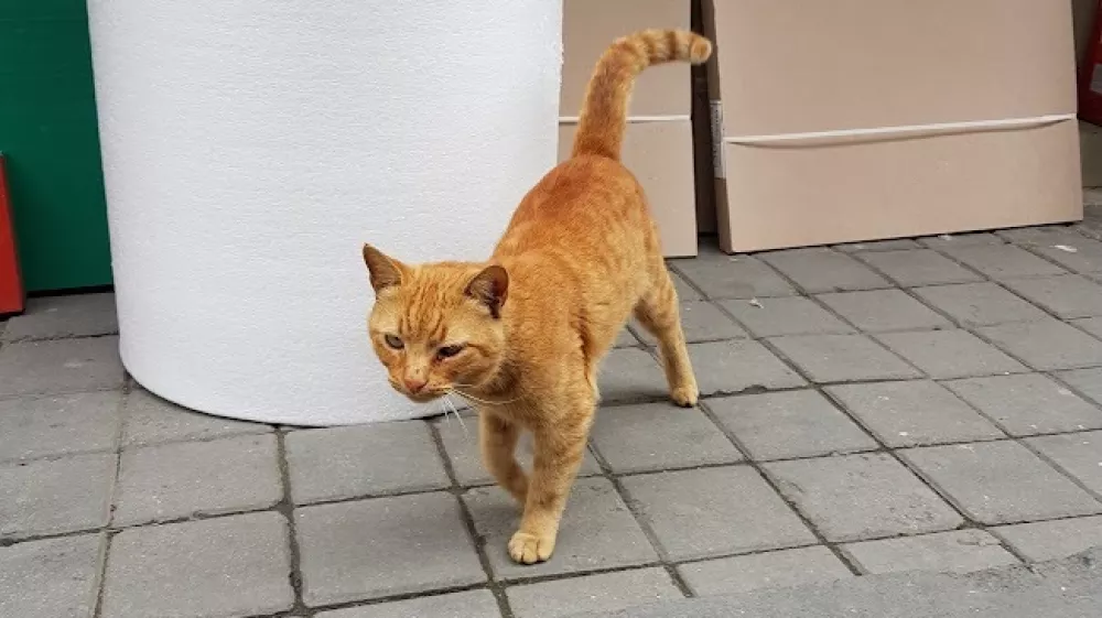 maček, potepu&scaron;ka mačka, mačke, mačka