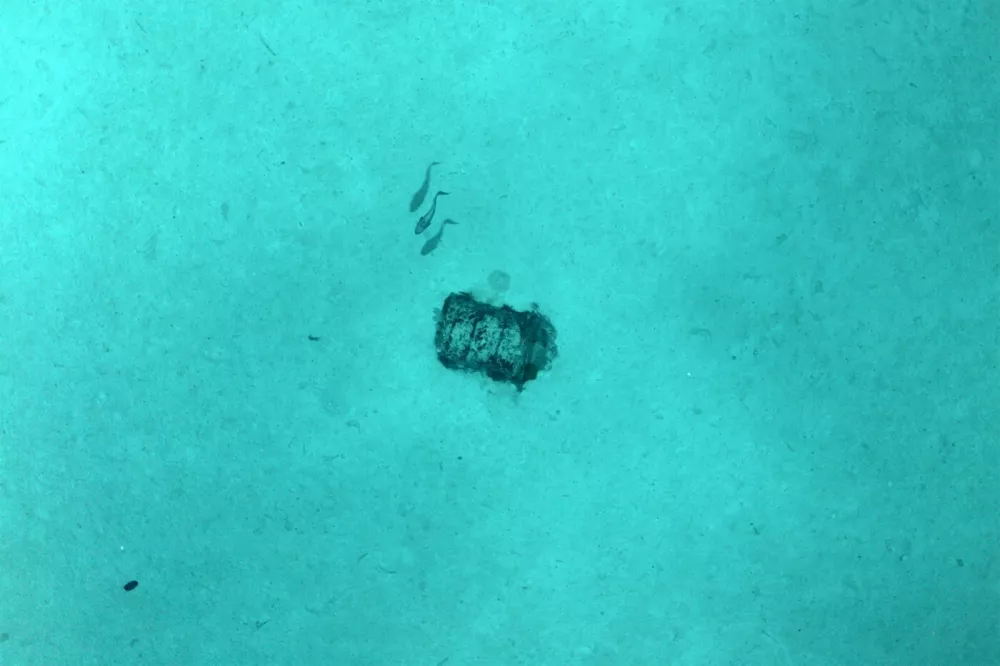 This handout undated picture taken by the Flotte Oceanigraphique Francaise - Campagne NODSSUM Autonomous Underwater Vehicle Ulyx released on July 10, 2025 shows a barrel in the sea. Between 1950 and 1990, more than 200,000 barrels filled with radioactive waste were thrown into the abyss of the Northeast Atlantic Ocean. The first mission of the NODSSUM campaign, planned from June 15 to July 11, 2025 and led by the French National Centre for Scientific Research (CNRS), aims to map the main barrel immersion area and study interactions with marine biodiversity.,Image: 1021383653, License: Rights-managed, Restrictions: RESTRICTED TO EDITORIAL USE - MANDATORY CREDIT "AFP PHOTO / HANDOUT / Flotte Oceanigraphique Francaise - Campagne NODSSUM " - HANDOUT - NO MARKETING NO ADVERTISING CAMPAIGNS - DISTRIBUTED AS A SERVICE TO CLIENTSTO GO WITH AN AFP STORY, ***HANDOUT image or SOCIAL MEDIA IMAGE or FILMSTILL for EDITORIAL USE ONLY! * Please note: Fees charged by Profimedia are for the Profimedia's services only, and do not, nor are they intended to, convey to the user any ownership of Copyright or License in the material. Profimedia does not claim any ownership including but not limited to Copyright or License in the attached material. By publishing this material you (the user) expressly agree to indemnify and to hold Profimedia and its directors, shareholders and employees harmless from any loss, claims, damages, demands, expenses (including legal fees), or any causes of action or allegation against Profimedia arising out of or connected in any way with publication of the material. Profimedia does not claim any copyright or license in the attached materials. Any downloading fees charged by Profimedia are for Profimedia's services only. * Handling Fee Only ***, Model Release: no