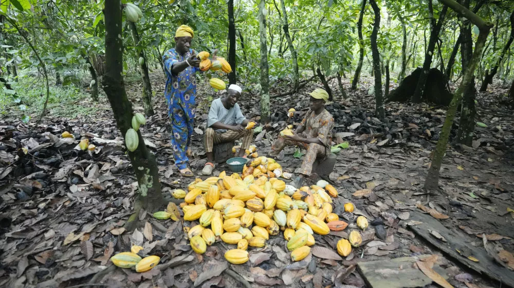 Farmers break cocoa pods inside the conservation zone of the Omo Forest Reserve in Nigeria, Monday, Oct. 23, 2023. Farmers, buyers and others say cocoa heads from deforested areas of the protected reserve to companies that supply some of the world's biggest chocolate makers. (AP Photo/Sunday Alamba)