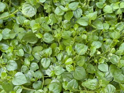 Navadna kre&scaron;a / Foto: Siravich Larkjit