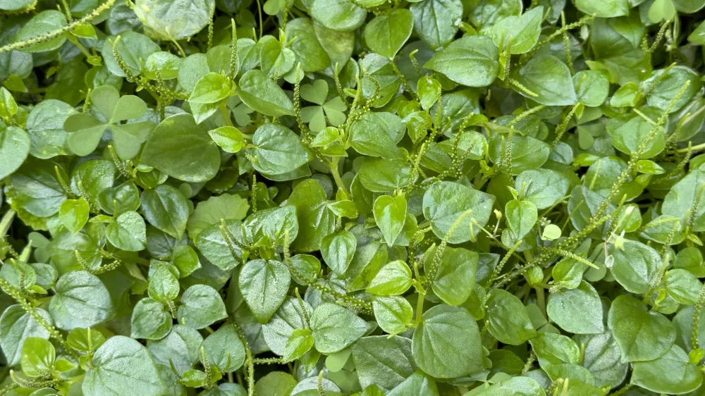 Navadna kre&scaron;a / Foto: Siravich Larkjit