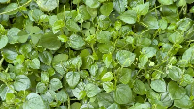 Navadna kre&scaron;a / Foto: Siravich Larkjit