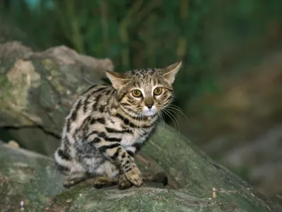 Videti je tako nebogljena &hellip; / Foto: Istock