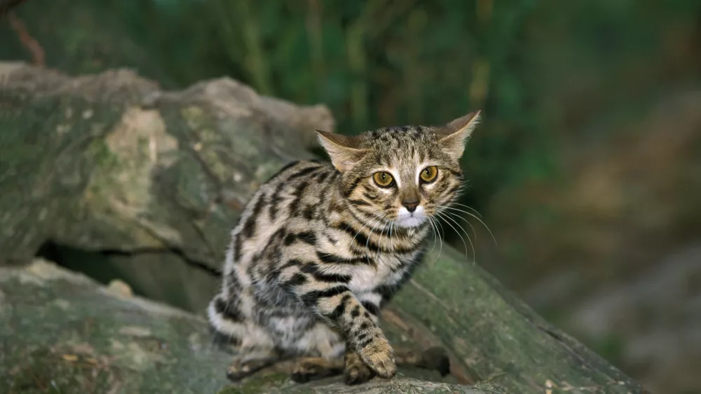 Videti je tako nebogljena &hellip; / Foto: Istock